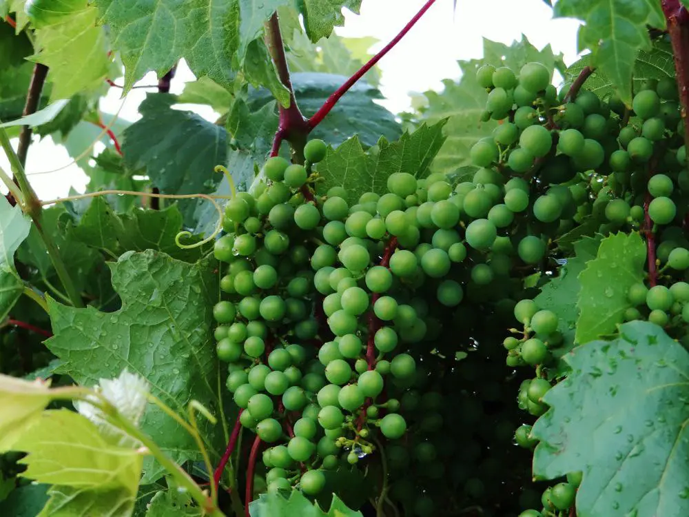 A bunch of green grapes on a vine.
