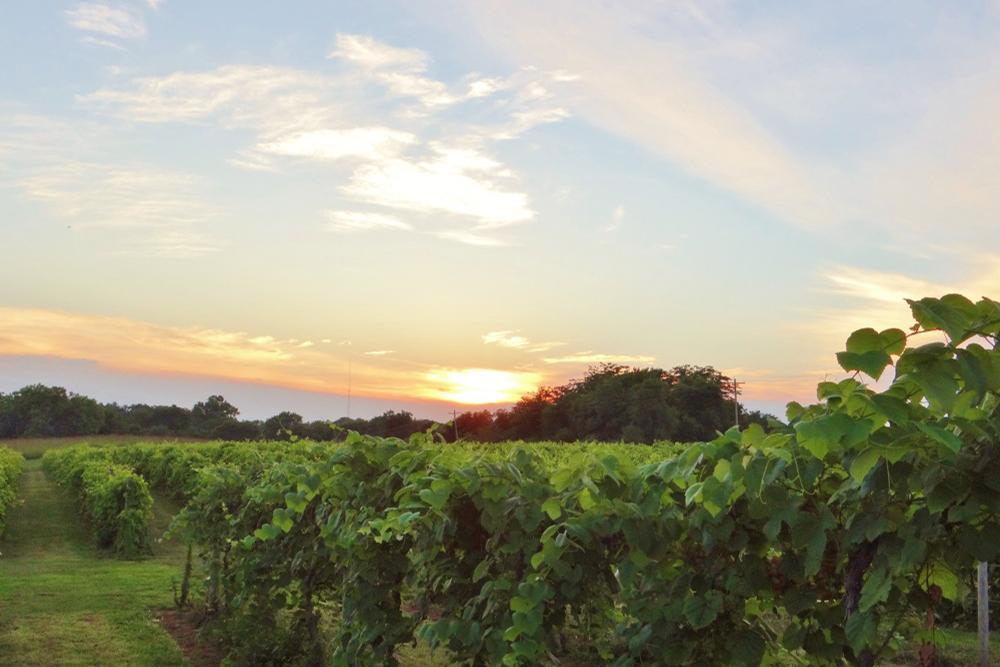 A sunset over a field of green grapes.