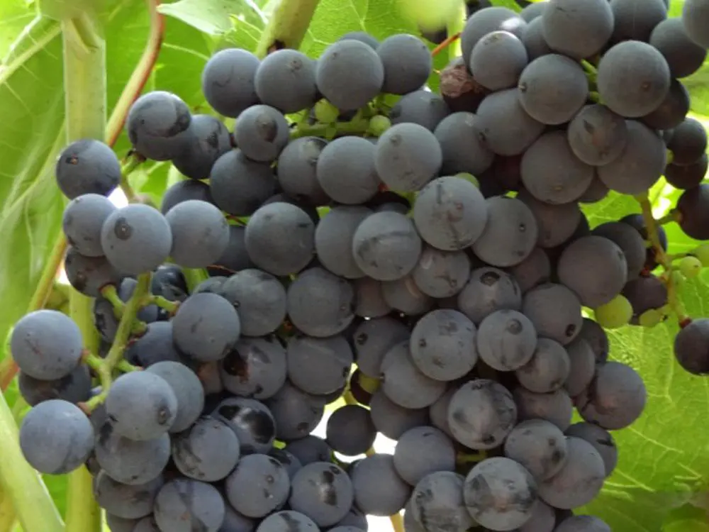 A bunch of black grapes hanging on a vine.