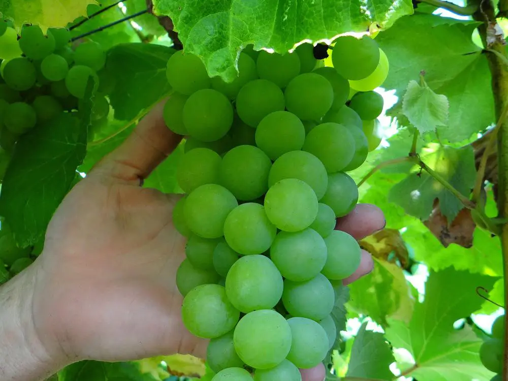 A hand holding a bunch of green grapes.