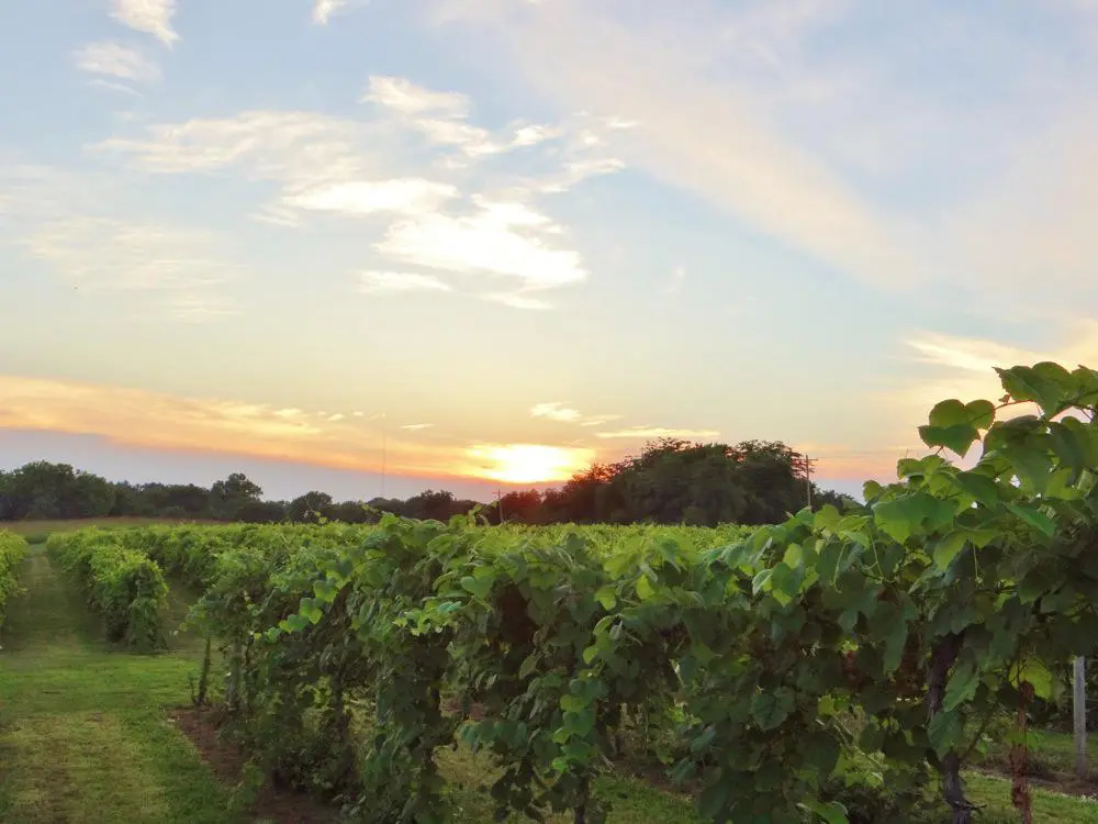 A vineyard at sunset with green vines in the background.