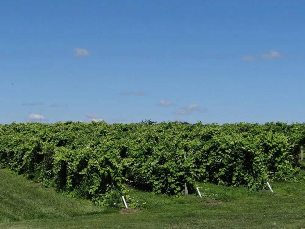 A vineyard of grape vines.