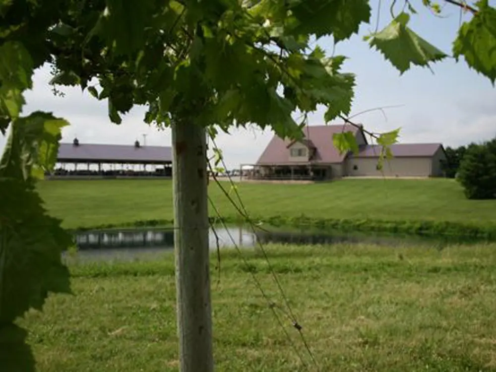 A vineyard with a pond and a house in the background.