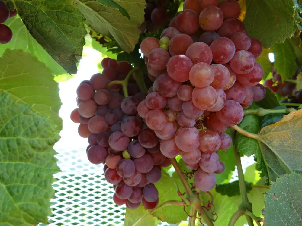 A bunch of grapes on a vine.