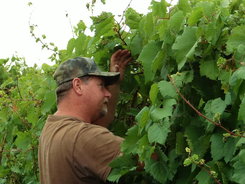 A man in brown shirt picking grapes from tree.